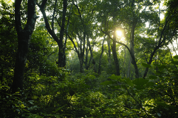 Bosque tropical MEtano