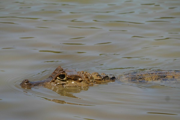 CAIMAN Foto 2 600X400