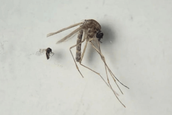 Culicoides paraensis y Culexquinque fasciatus