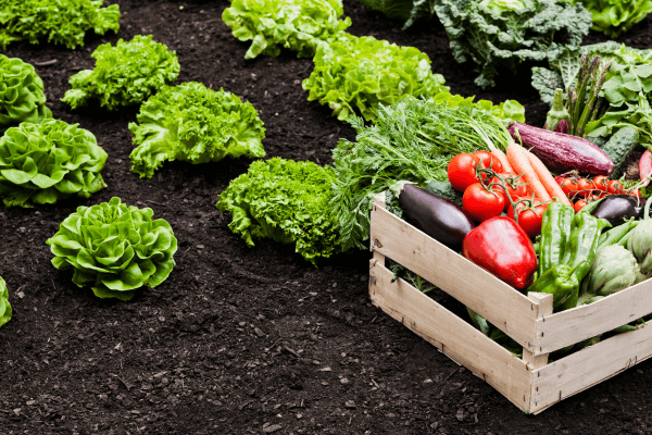Cultivolechugaverduras 600