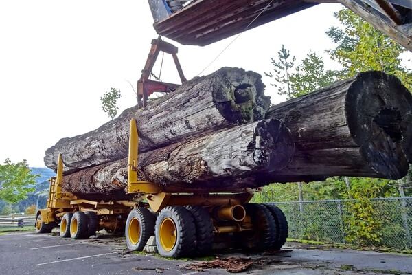 Troncos movidos por una máquina
