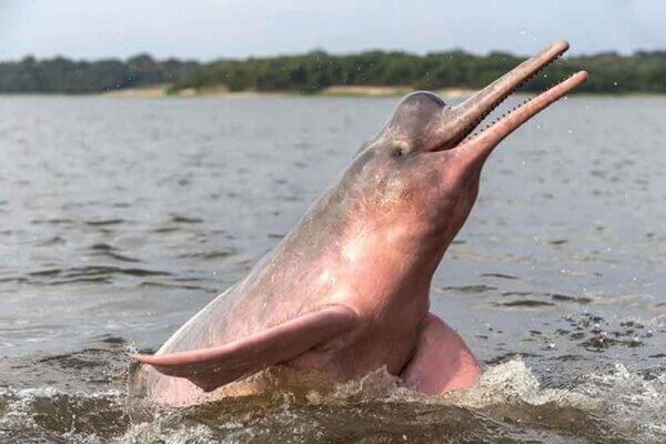 Delfin de río