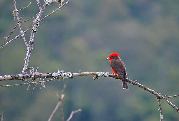 festival de aves