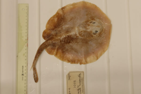 JavaStingaree