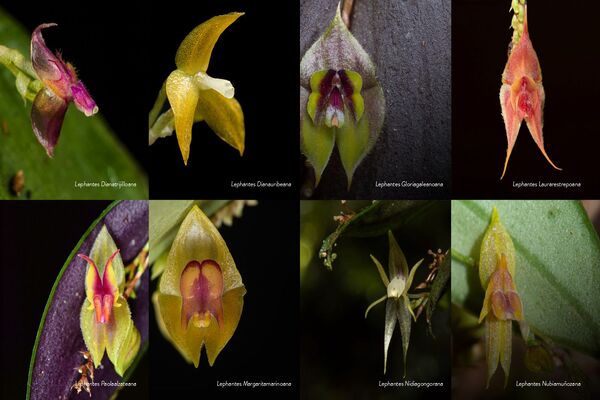 ORQUÍDEAS600