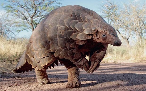PangolinFOTO2