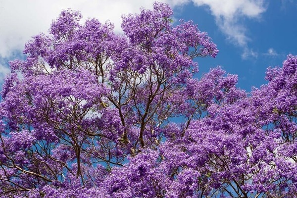 Árbol Kiri