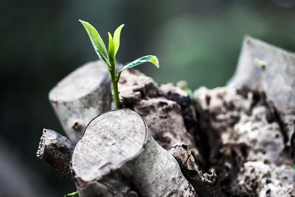 Una planta surgiendo de un tronco.