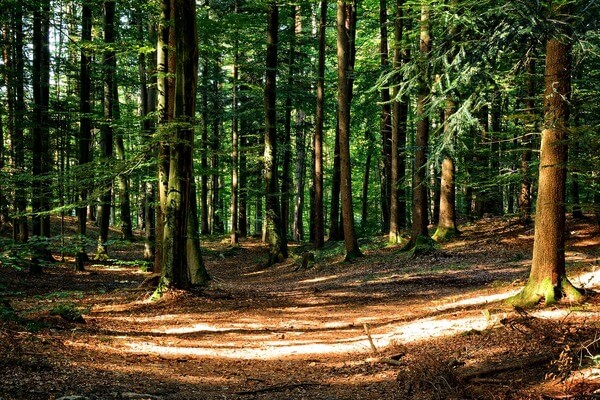 Bosque