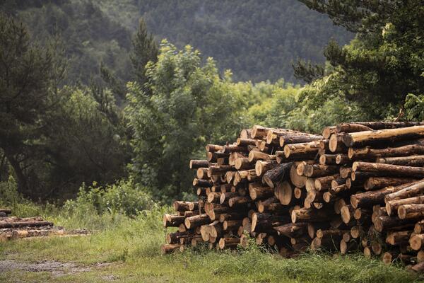 Troncos de madera