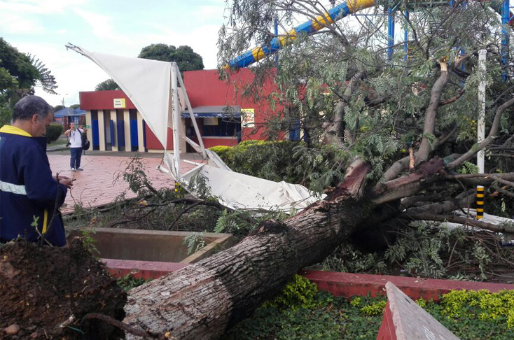arbol parque de la cana