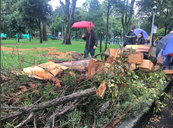 41.035 talas de árboles fueron autorizadas en Bogotá desde el año 2016  hasta febrero de 2019