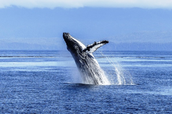 ballenas 600
