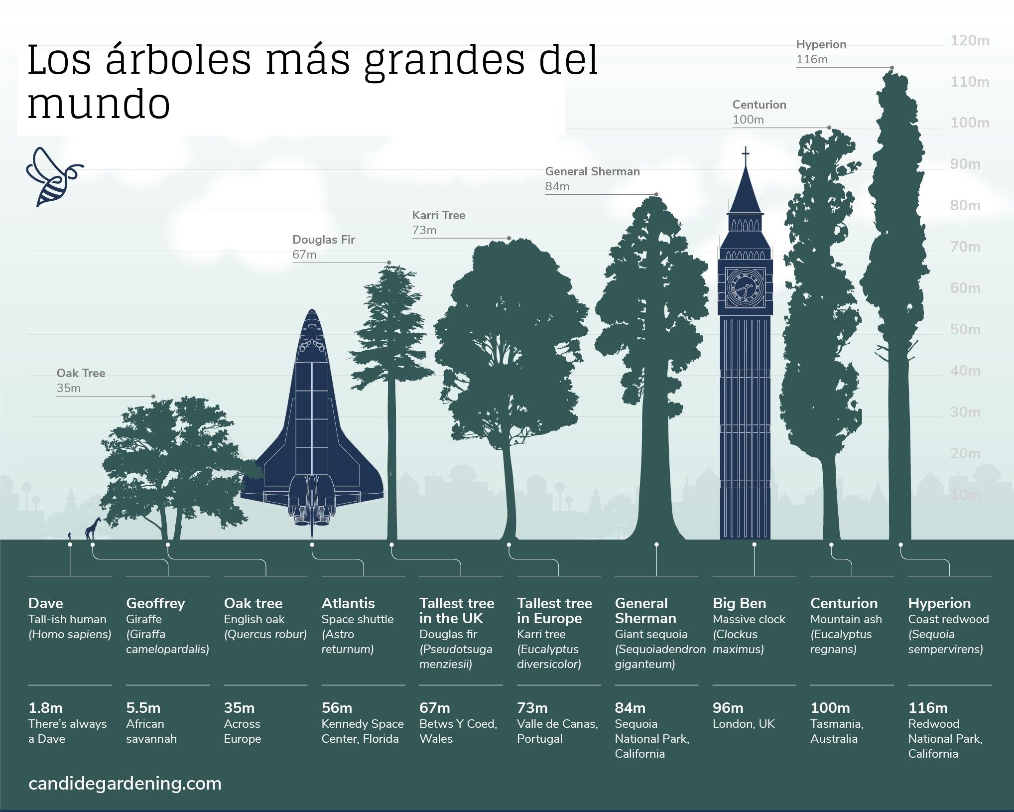 tallest trees 