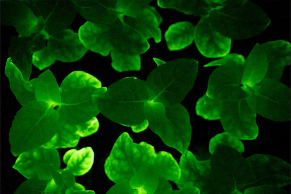 bioluminiscente600