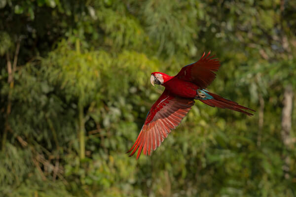 bird south america nature habitat 1 1
