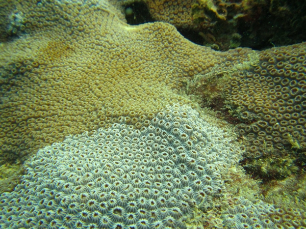 corales bahia 1