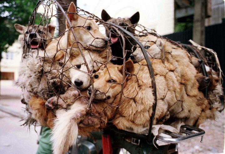 dogyulin
