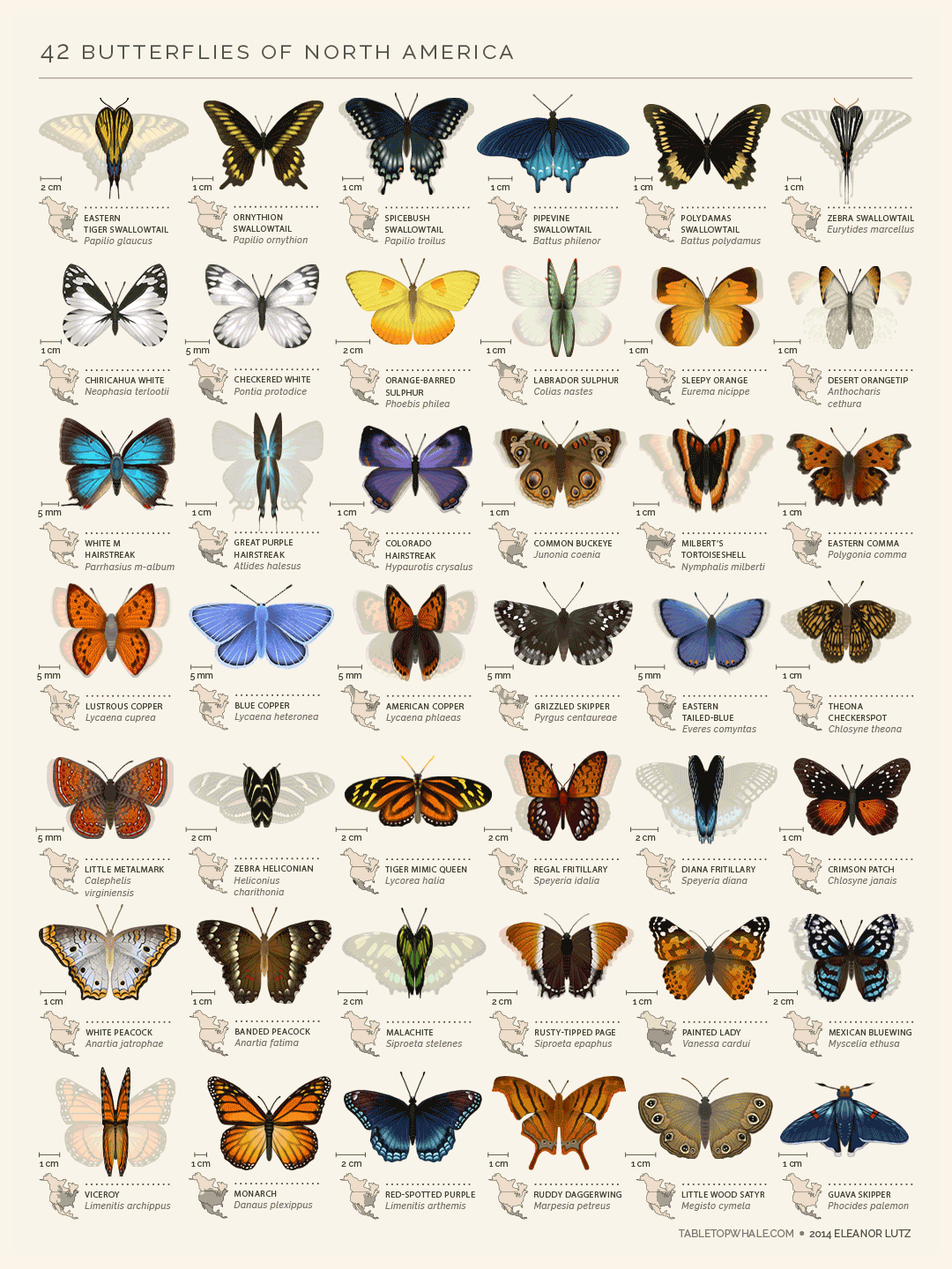 Mariposas Norteamerica
