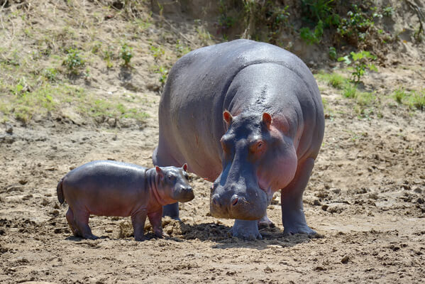 hippo family national park kenya africa 1 1
