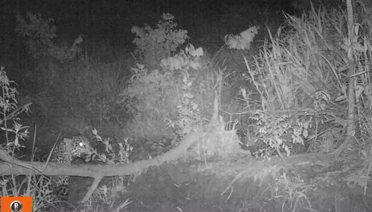 jaguar