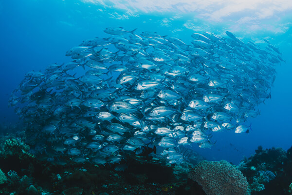 Peces 