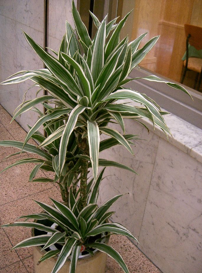 Dracaena