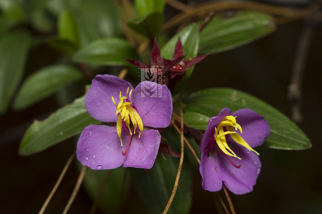 FOTO BIODIVERSIDAD