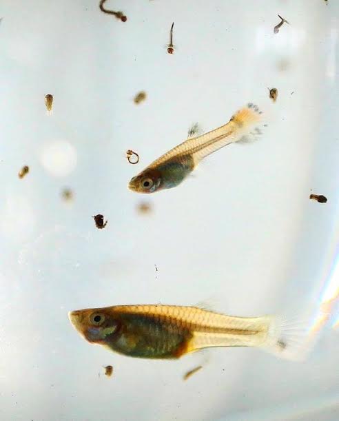 Guppy adentro
