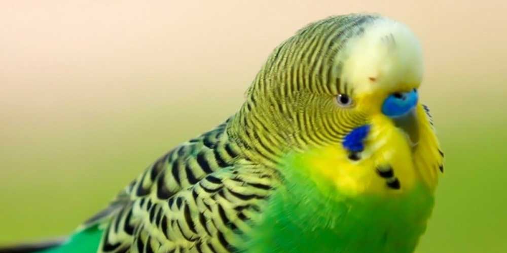 Perico australiano