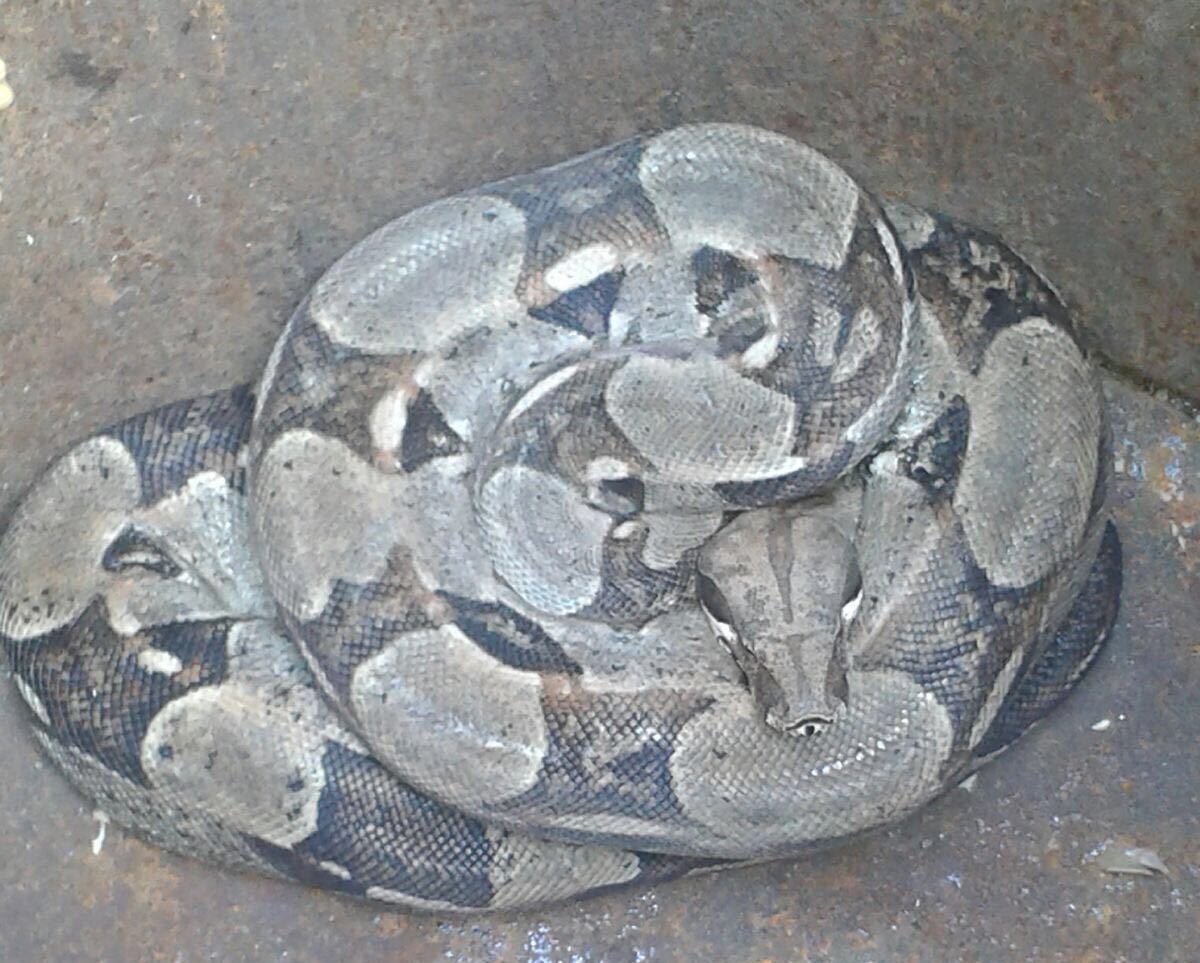 boa
