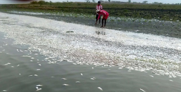 1a mortandad de peces en zapayan1.jpg 1