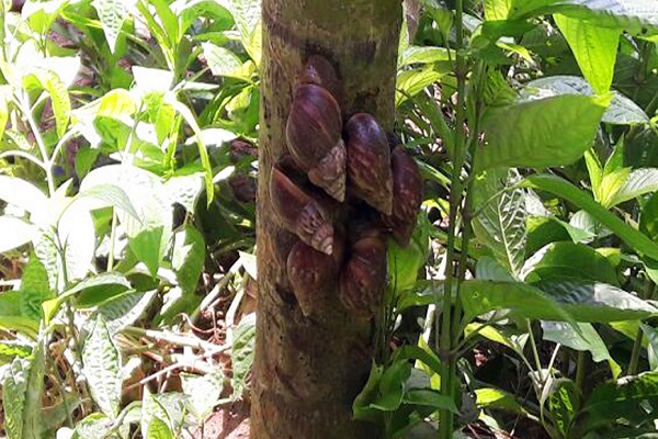 9Caracol gigante africano