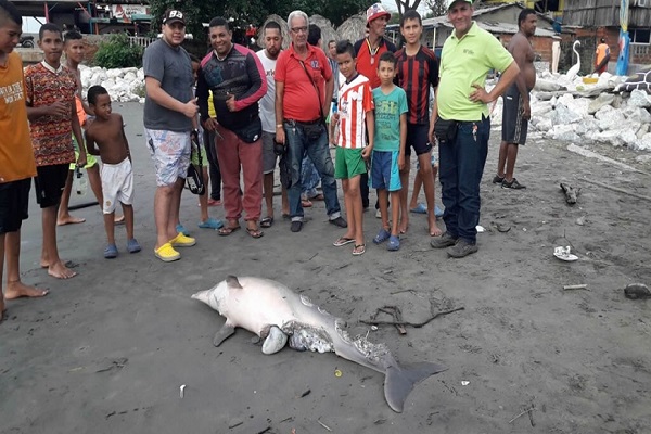 ADelfín muerto