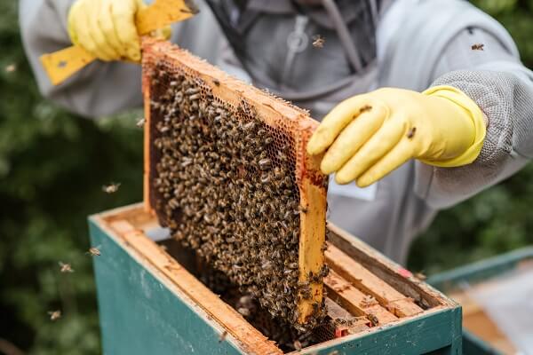 Abejas Colombia