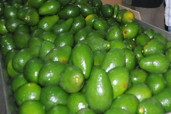 Aguacate 1 ok