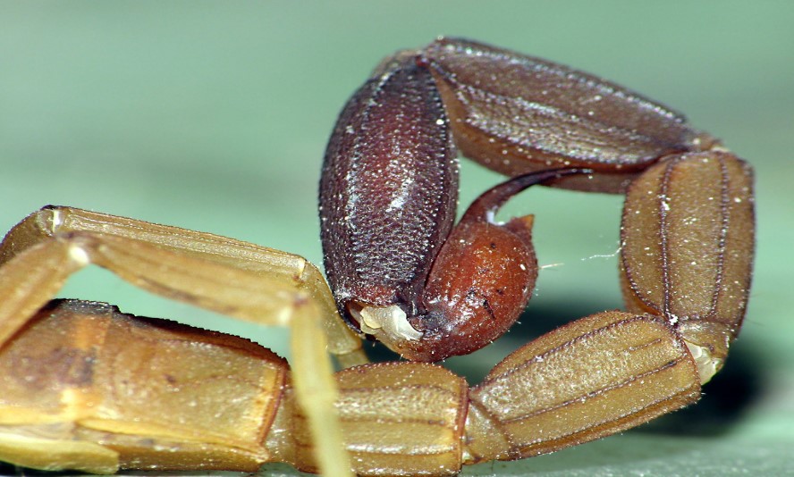 Aguijon de alacran