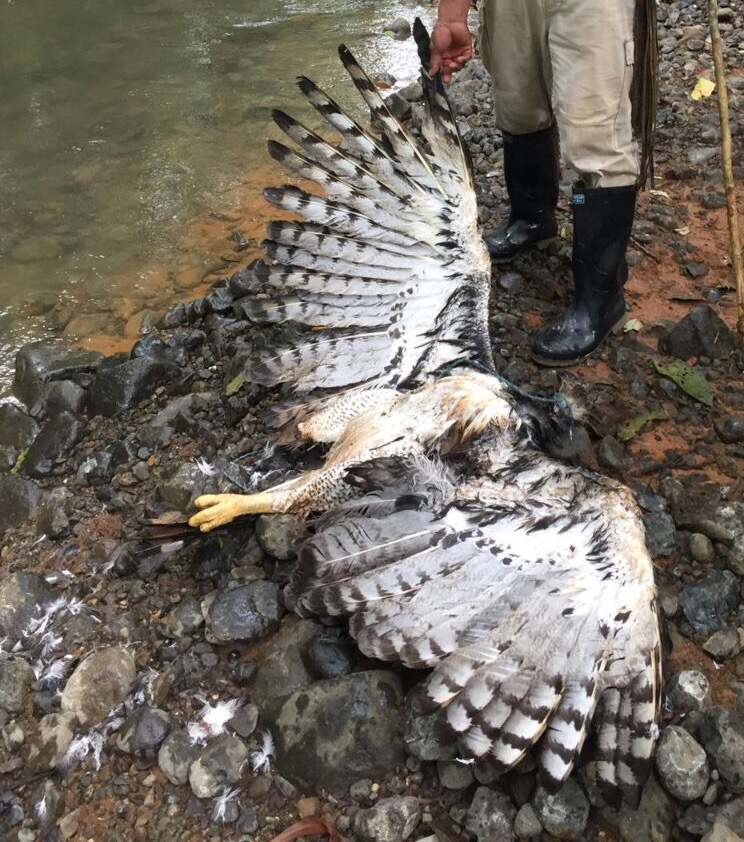 A la caza de asesinos de Águila Harpía en Bahía Solano