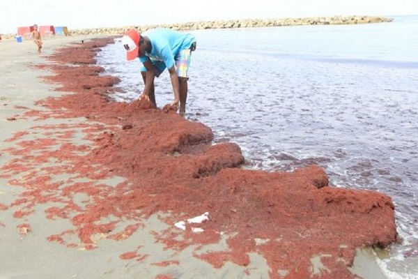 Algas en playas de Cartagena7