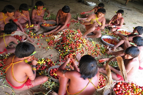 Amazonas20