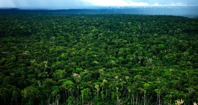 Amazonas arboles