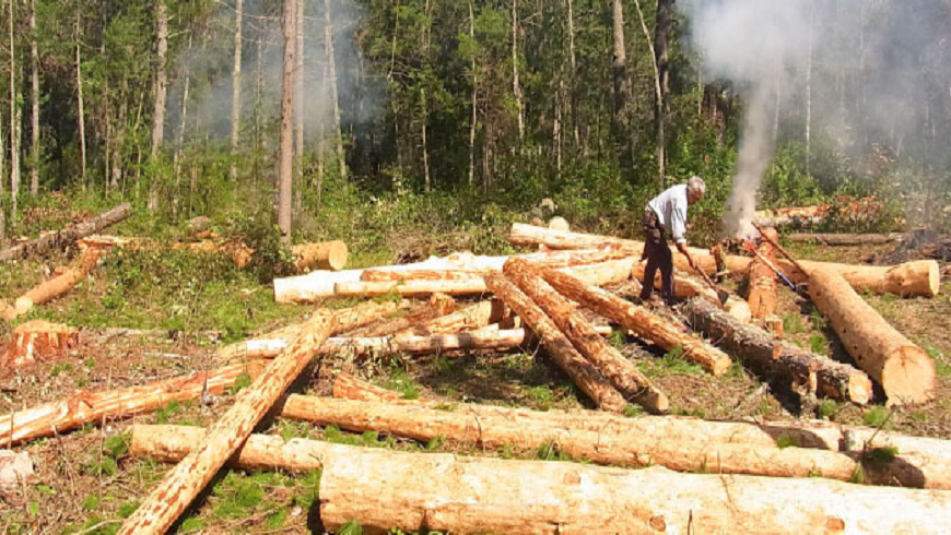 En el Caguán, denuncian tala indiscriminada de árboles y mal manejo de  basuras