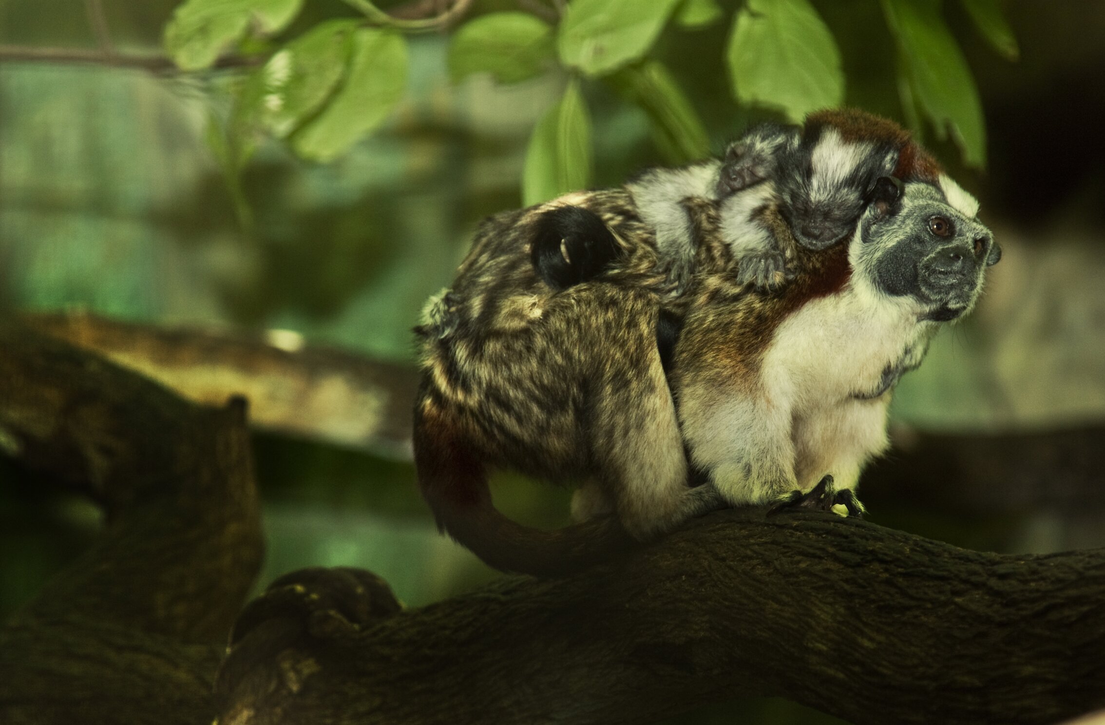 Archivo fotográfico Fundación Botánica y Zoológica de Barranquilla 9