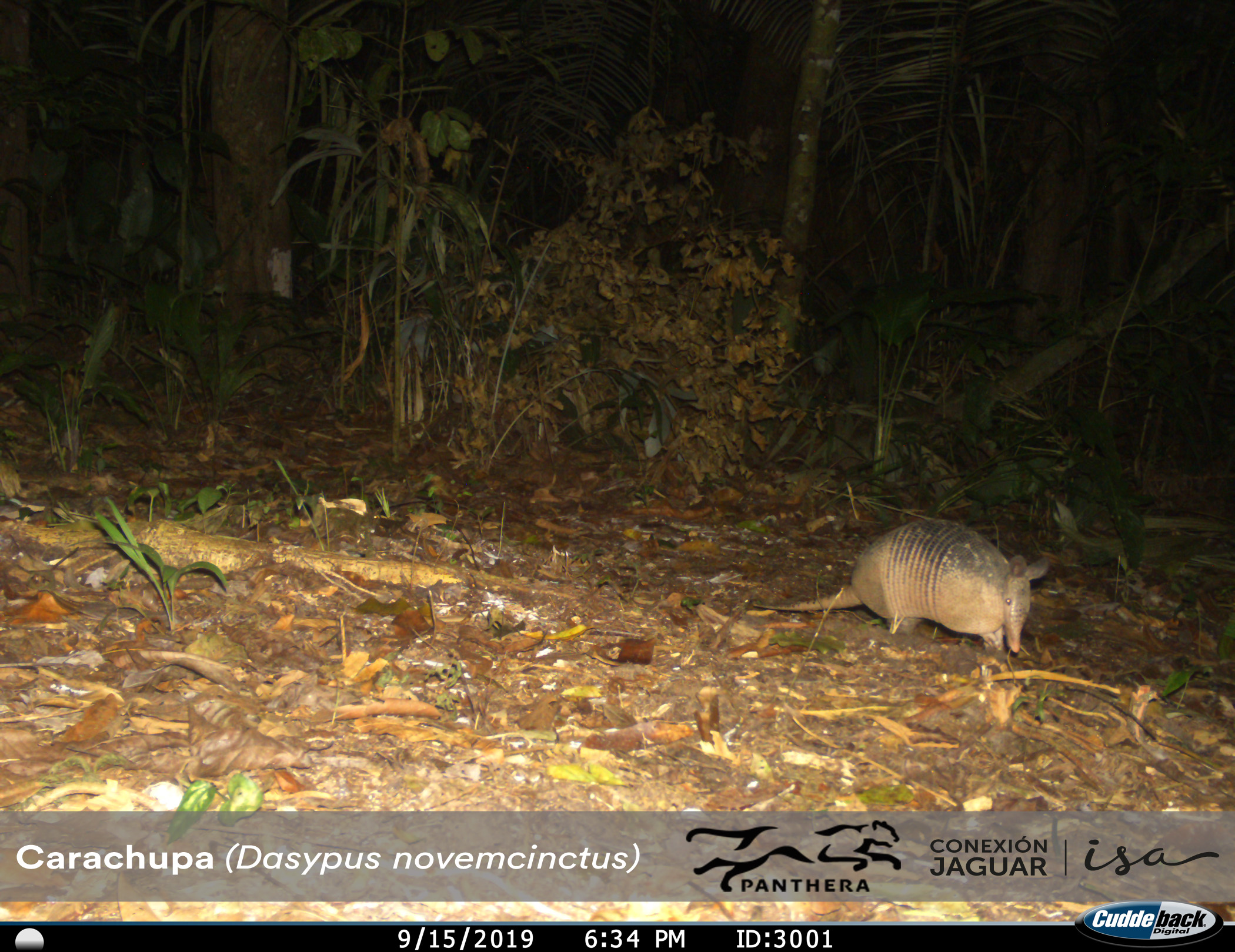Armadillo nueve bandas Dasypus novemcinctus