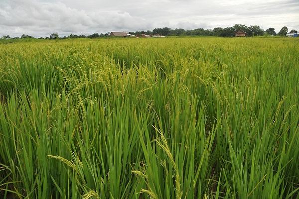 Arroz Tolima600X400