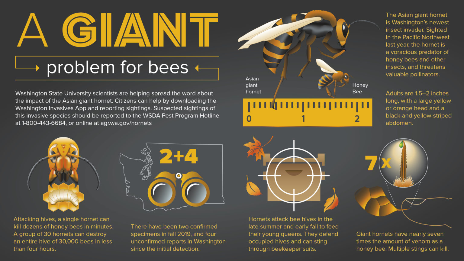 Asian hornet infographic high 1536x864
