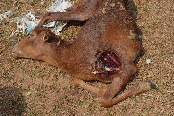 Ataque perros ferales Corpocesar 1