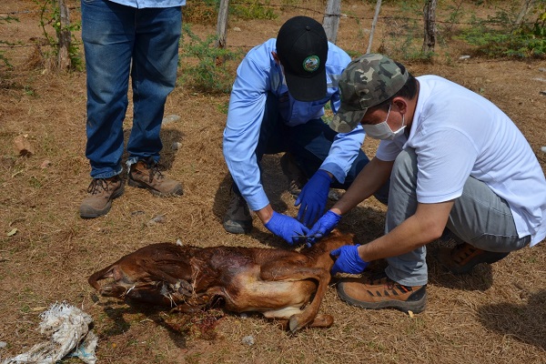 Ataque perros ferales Corpocesar 2