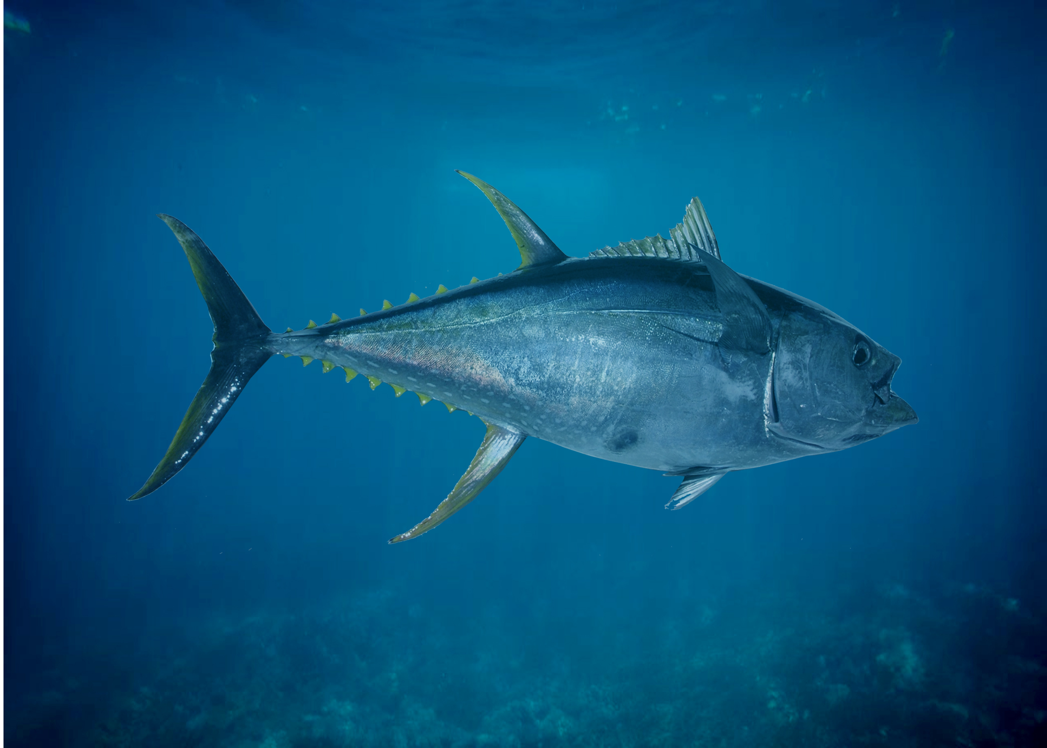Atun aletaamarilla