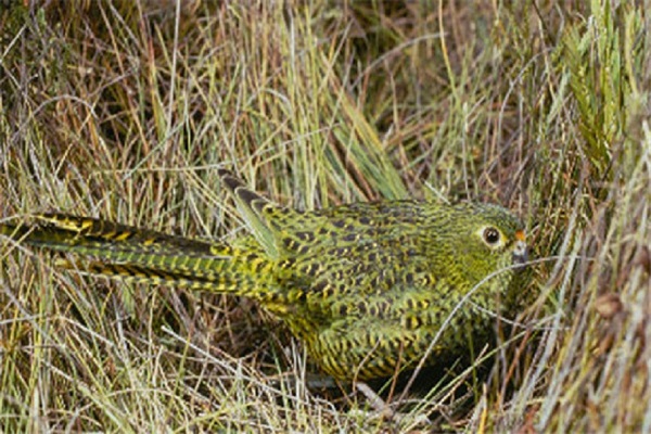 AveAustralia